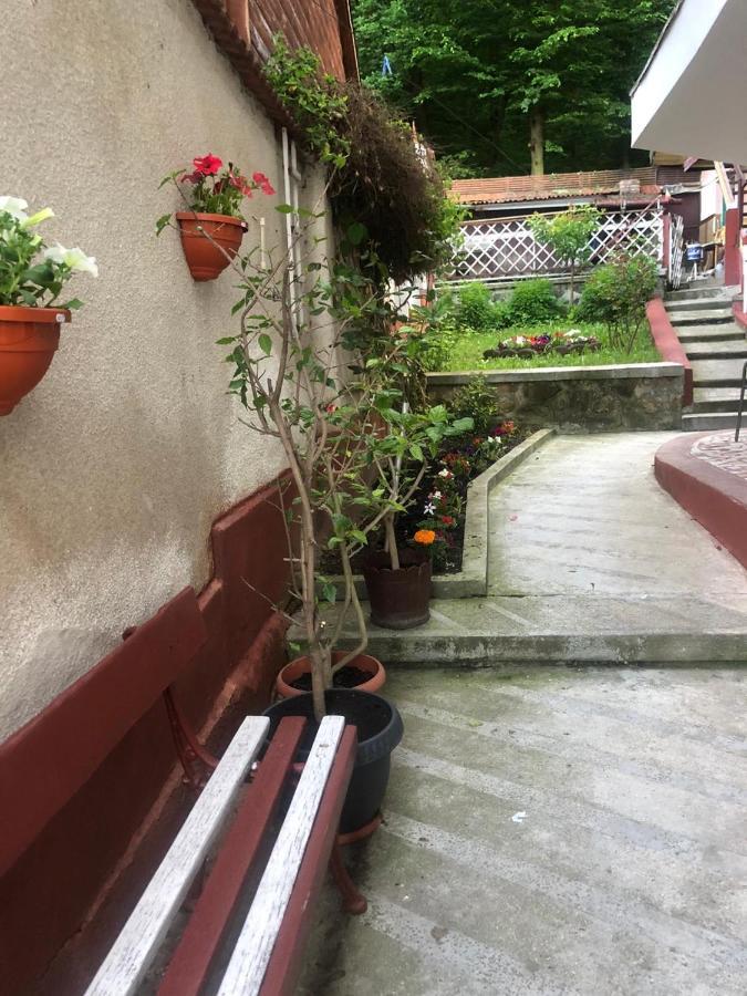 Vila Zeno Braşov Eksteriør billede